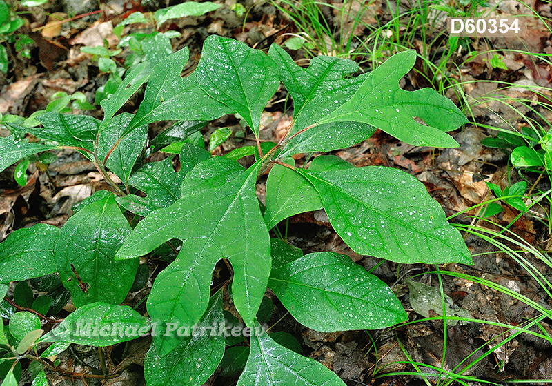 Sassafras (Sassafras albidum)